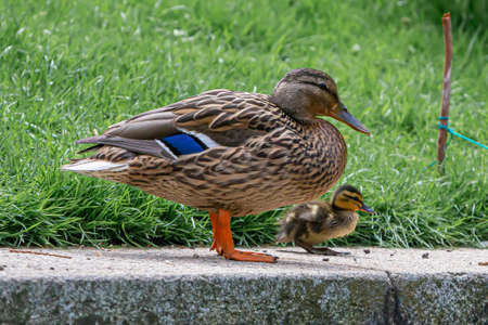 Duck with ducklings on a walk in the park. Mallard duck with ducklings.