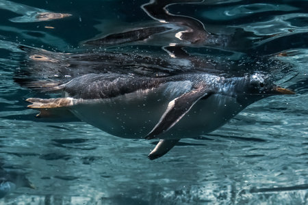Gentoo penguin (Pygoscelis papua) swimming in the water