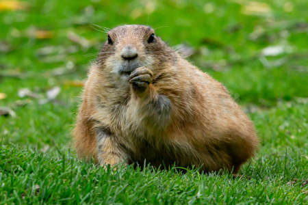 Prairie dog (Cynomys ludovicianus)