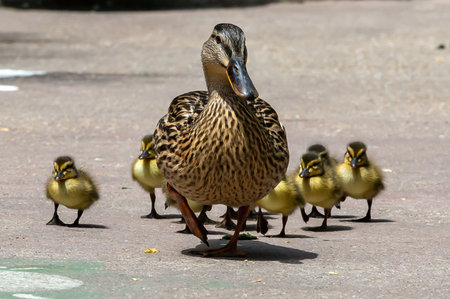 duck with ducklings walking on the street. Mallard, lat. Anas platyrhynchos