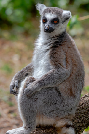 The ring-tailed lemur (Lemur catta) is a ring-tailed lemur.