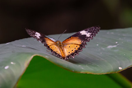Butterfly on a leaf in the rainforest of Costa Rica