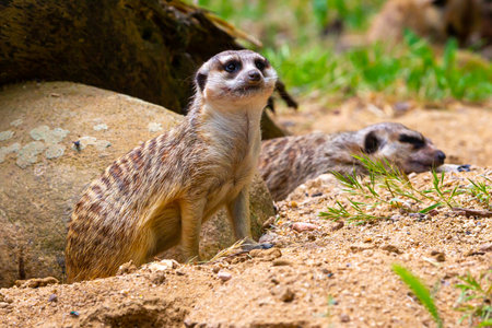 Meerkat or suricate - Suricata suricatta