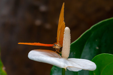 Butterfly on a white flower in the rainforest of Costa Rica