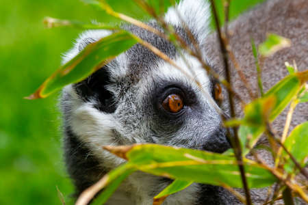 Ring-tailed lemur (Lemur catta) in the forestの写真素材