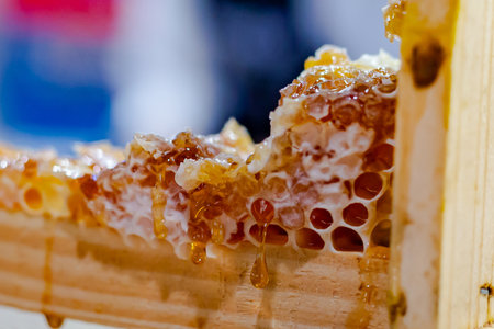 Close up view of the working bees on honeycombs with sweet honey.