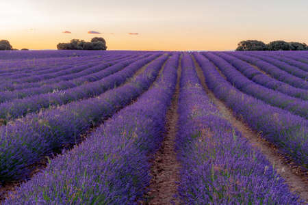 Lavender fields in Guadalajara. Aromatic flower. Purple flowers. Farmlands.の写真素材