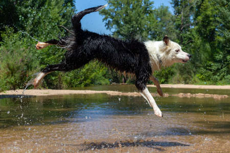 Dog breed Border Collie jumping into the water while playing with a ball. Shepherd dog. Dog games.の写真素材