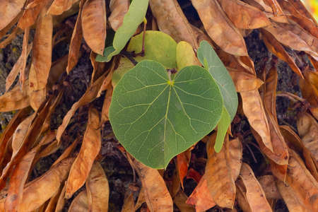 heart-shaped green leaf on dry brown leaves. Fall colors