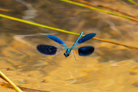 Blue-winged dragonflies. Devil's horse perched on the branch of a river. Colored insects. Wild Faunaの写真素材