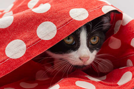 Black and white cat puppy covered with a red cloth and white polka dots on a white backgroundの写真素材