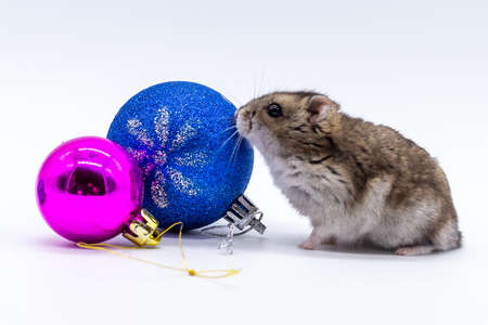 Small brown mouse playing with the colored balls of the Christmas decorations. Christmas party