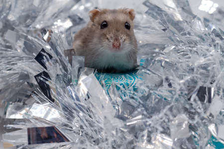 Small brown mouse playing with Christmas decorations. Christmas partyの写真素材