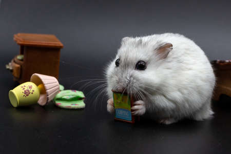 Little white mouse on a bed in a room. The tooth fairy looking for children's teethの写真素材