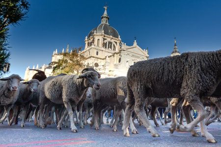 Madrid, Spain- October 24, 2021: Festival of transhumance in Madrid. Sheep and goats walk through the most emblematic streets of Madrid with their shepherds.のeditorial素材