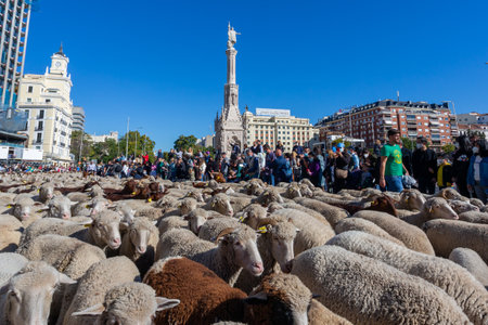 Madrid, Spain- October 24, 2021: Festival of transhumance in Madrid. Sheep and goats walk through the most emblematic streets of Madrid with their shepherds.のeditorial素材