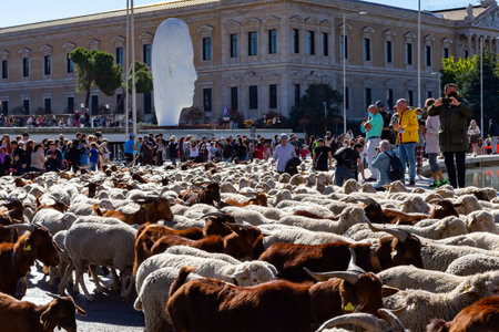 Madrid, Spain- October 24, 2021: Festival of transhumance in Madrid. Sheep and goats walk through the most emblematic streets of Madrid with their shepherds.のeditorial素材
