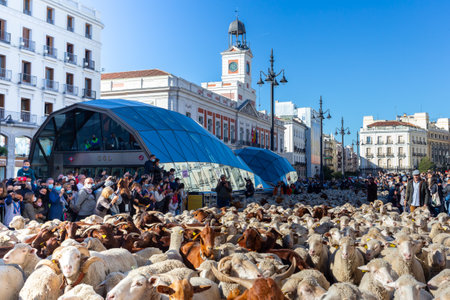 Madrid, Spain- October 24, 2021: Festival of transhumance in Madrid. Sheep and goats walk through the most emblematic streets of Madrid with their shepherds.のeditorial素材