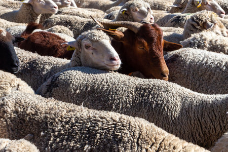 Madrid, Spain- October 24, 2021: Festival of transhumance in Madrid. Sheep and goats walk through the most emblematic streets of Madrid with their shepherds.のeditorial素材