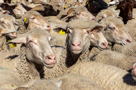 Madrid, Spain- October 24, 2021: Festival of transhumance in Madrid. Sheep and goats walk through the most emblematic streets of Madrid with their shepherds.のeditorial素材
