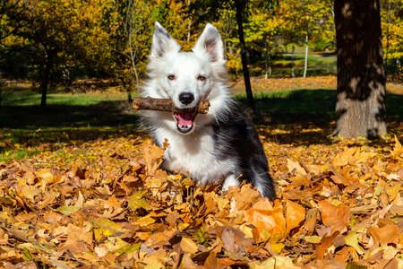 Purebred Border Collie dog playing with a stick among the dry autumn leaves. Pets. Dog playing in...