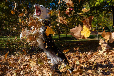 Purebred Border Collie dog playing among the dry autumn leaves. Pets. Dog playing in the parkの写真素材