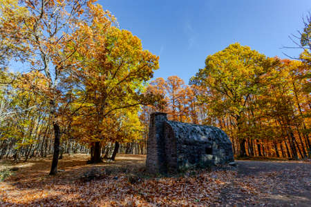 Forest with autumn colors. Spanish chestnutsの写真素材