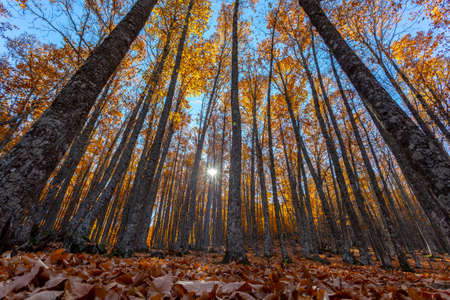 Forest with autumn colors. Spanish chestnutsの写真素材