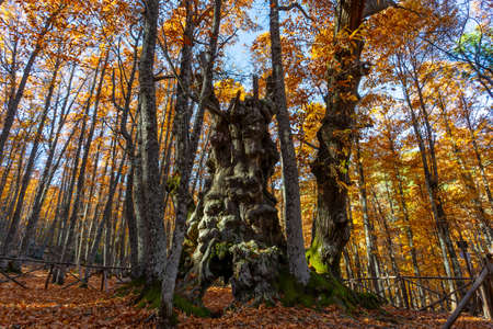 Forest with autumn colors. Spanish chestnuts