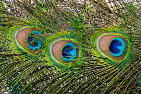 Peacock colored plumage. Colorful feathers. Mating techniques. tropical birds