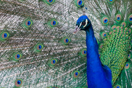 Peacock colored plumage. Colorful feathers. Mating techniques. tropical birdsの写真素材