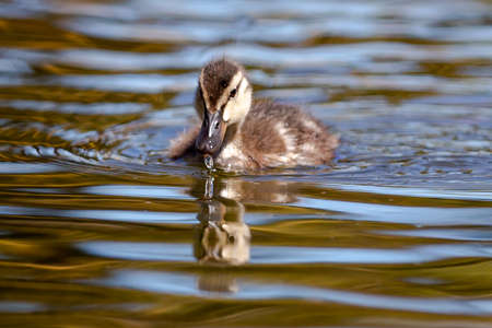 Small duck swimming in the pond waterの写真素材