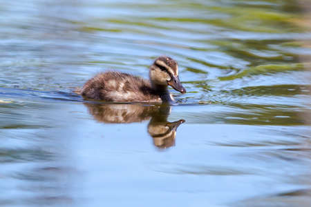 Small duck swimming in the pond waterの写真素材