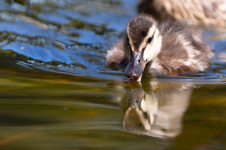 Small duck swimming in the pond waterの写真素材