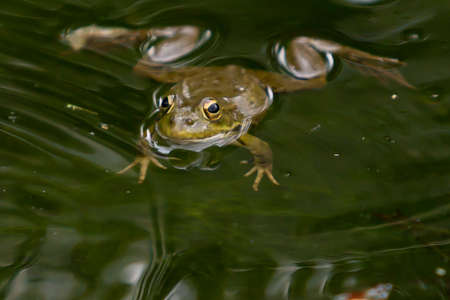 Green-skinned frogs with dark spots on the stagnant water of a lagoon with aquatic plants. small amphibians. Freshwater reptiles.の写真素材