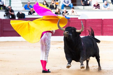 Madrid, Spain- April 30, 2022: Bullfight in San Martin de Valdeiglesias. Bullfighter with cape. Fighting bull. Bullfighter giving a capote pass to the bull in a bullring.のeditorial素材