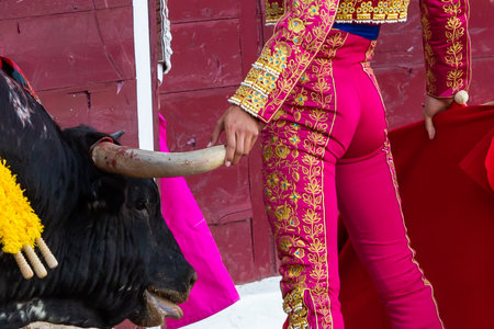 Madrid, Spain- April 30, 2022: Bullfight in San Martin de Valdeiglesias. Bullfighter with cape. Fighting bull. Bullfighter giving a capote pass to the bull in a bullring.のeditorial素材