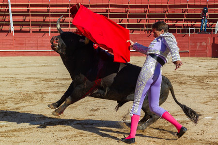 Madrid, Spain- April 30, 2022: Bullfight in San Martin de Valdeiglesias. Bullfighter with a crutch. Fighting bull. Bullfighter giving a muleta pass to the bull in a bullring.のeditorial素材
