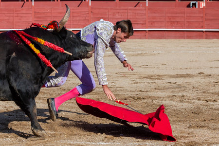 Madrid, Spain- April 30, 2022: Bullfight in San Martin de Valdeiglesias. Bullfighter with a crutch. Fighting bull. Bullfighter giving a muleta pass to the bull in a bullring.のeditorial素材