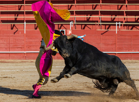 Madrid, Spain- April 30, 2022: Bullfight in San Martin de Valdeiglesias. Bullfighter with cape. Fighting bull. Bullfighter giving a capote pass to the bull in a bullring.のeditorial素材