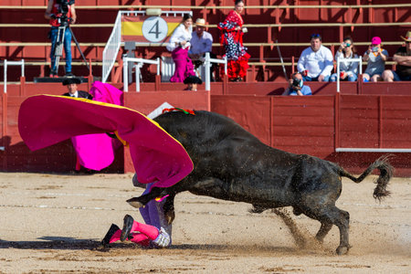 Madrid, Spain- April 30, 2022: Bullfight in San Martin de Valdeiglesias. Bullfighter with cape. Fighting bull. Bullfighter giving a capote pass to the bull in a bullring.のeditorial素材