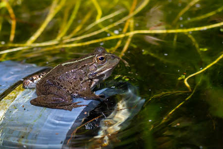 Green-skinned frog resting in the sun on a water lily leaf in a pond.
