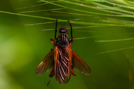 Macro photo of a snail perched on a spike branch. Animals with shells. insects with shellの写真素材