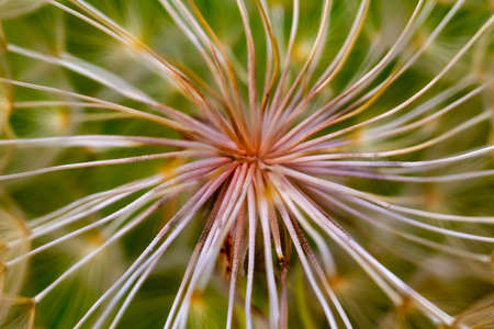 Macro detail of a cactus flower. Close up of cactus flower