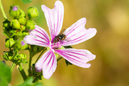 Macro photo of insect collecting pollen from a flower. Insect perched on a flowerの写真素材