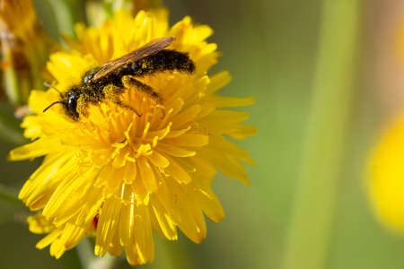 Macro photo of insect collecting pollen from a flower. Insect perched on a flower