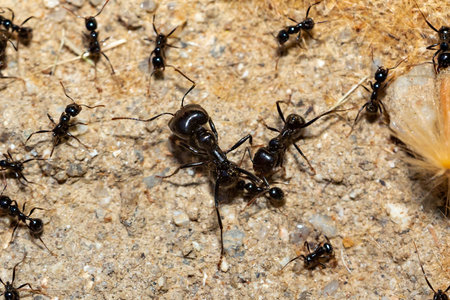 Macro photo of black ants carrying food. Anthill of black ants.の写真素材