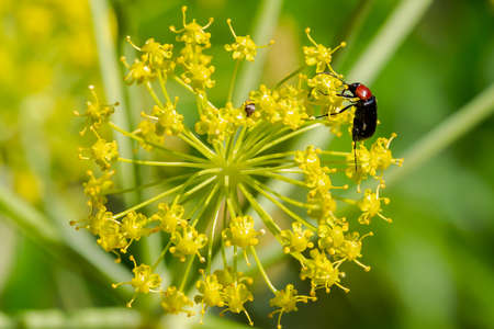A closeup shot of a black beetle on a yellow dill flower