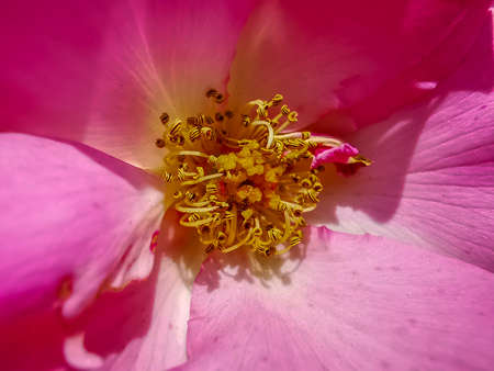 Red and pink petals with yellow petals. Macro photo of petals of a rose.の写真素材