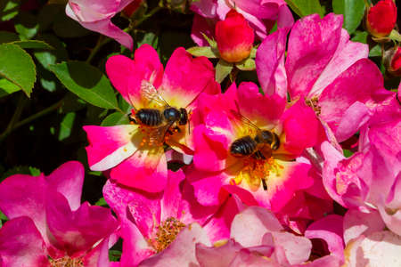 Bumblebees collect nectar on pink rose flowers in the garden
